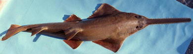 pristis pectinata_03.jpg